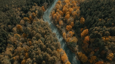 树间河流鸟瞰图